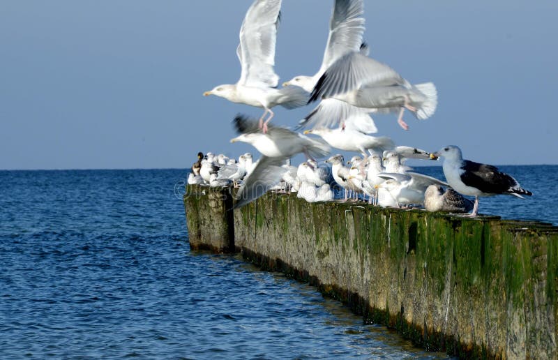 Biały seagulls zaczynać stary falochron zdjęcia stock Biały seagulls zaczynać stary falochron zdjęcia stock