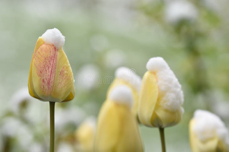 Biały tulipan w wiośnie z śniegiem fotografia stock Biały tulipan w wiośnie z śniegiem fotografia stock