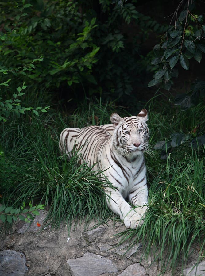 A white tiger focus at something. A white tiger focus at something