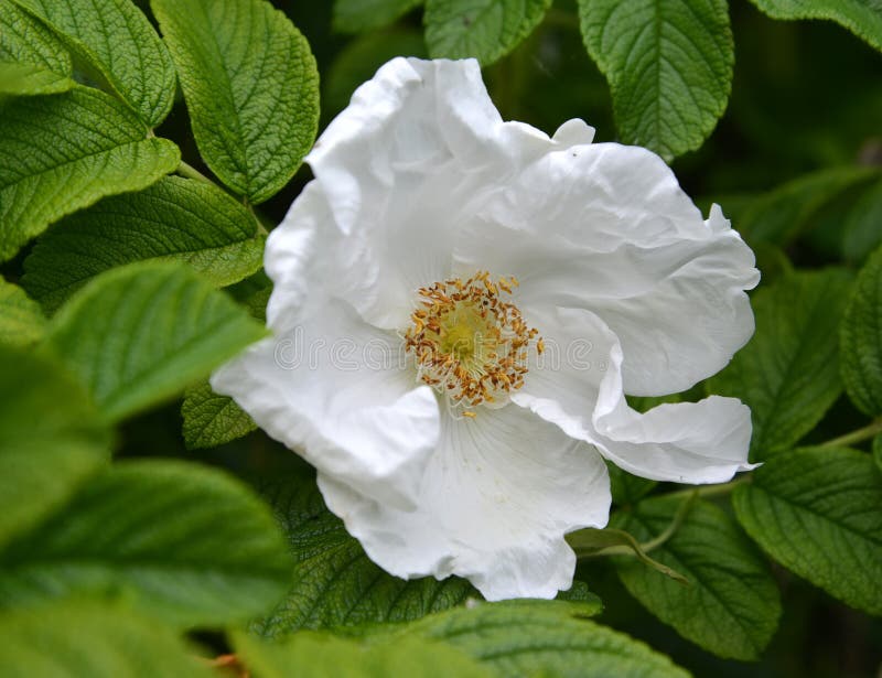Biały wielki kwiat dogrose marszczyć róże marszczył Rosa rugosa L fotografia royalty free Biały wielki kwiat dogrose marszczyć róże marszczył Rosa rugosa L fotografia royalty free