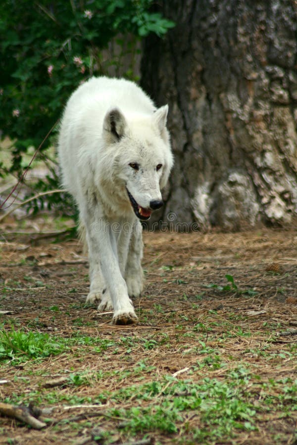 A white wolf ( arctic wolf ) on the prowl. A white wolf ( arctic wolf ) on the prowl
