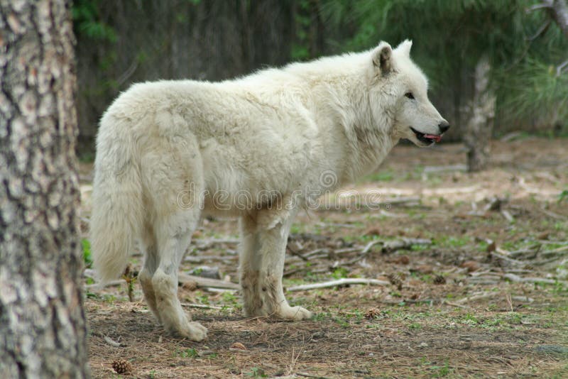 A white wolf ( arctic wolf ) with his tongue sticking out. A white wolf ( arctic wolf ) with his tongue sticking out