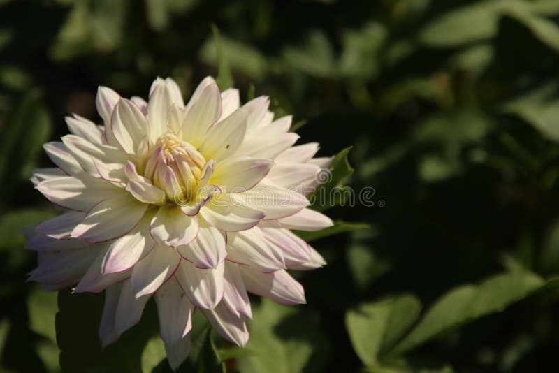 Biały z różową głowicą kwiatową rośliny Dahlia w ogrodzie w Holandii fotografia stock