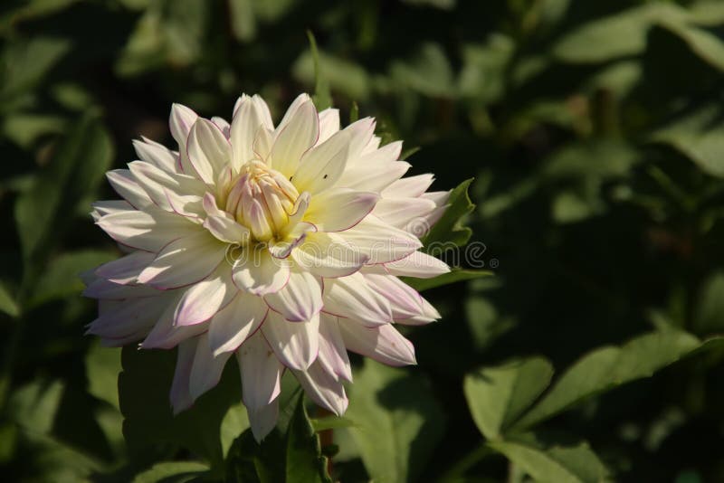 Biały z różową krawędziową głowicą kwiatową rośliny dahlia w ogrodzie w holandii zdjęcie royalty free
