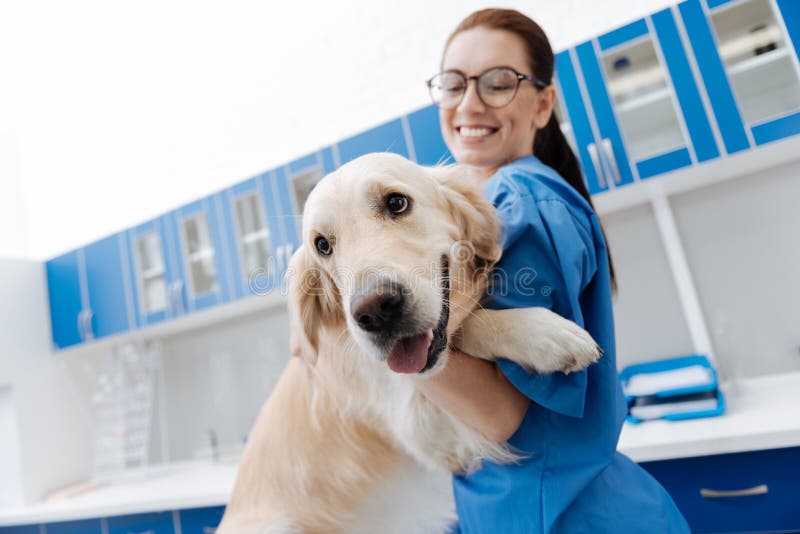 Biały śliczny labrador patrzeje naprzód zdjęcia stock Biały śliczny labrador patrzeje naprzód zdjęcia stock