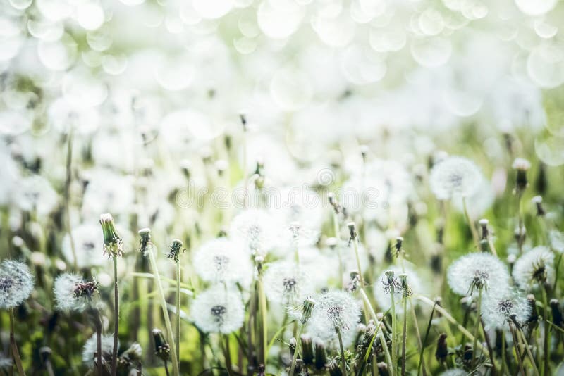 Białych Dandelions śródpolny tło, lato