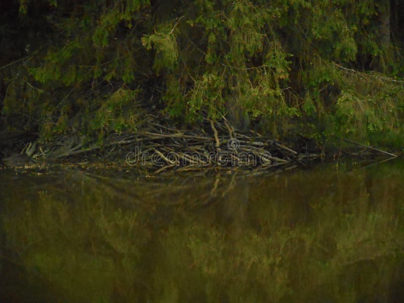 Biber Bringen Im Wald in Einem Teich Unter Stockfoto Bild von hütte