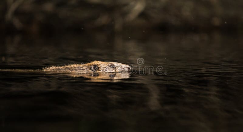 Beaver Castor fiber, swimming in black water at night. Beaver Castor fiber, swimming in black water at night