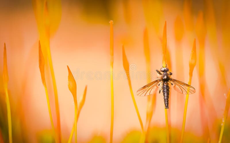 Es un nacido de insectos de, familia.