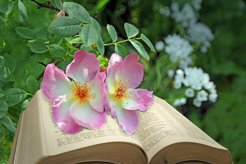 Bible with Roses and Rosary Stock Image Image of faith, bible 9849293
