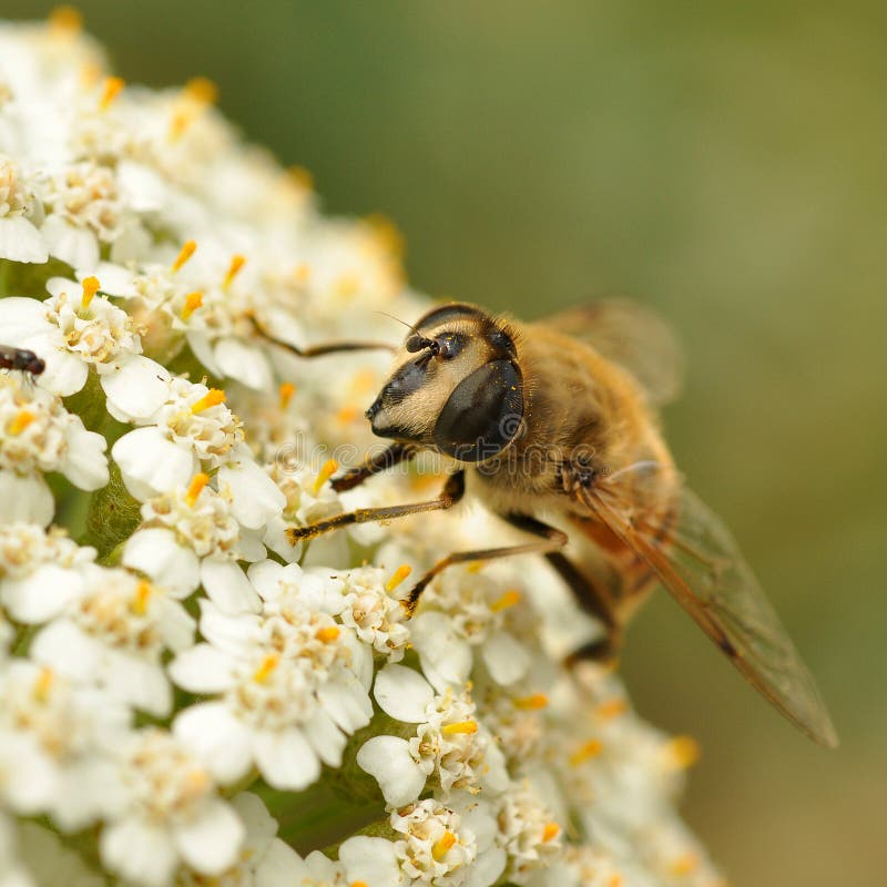 biblommawhite arkivfoto biblommawhite arkivfoto