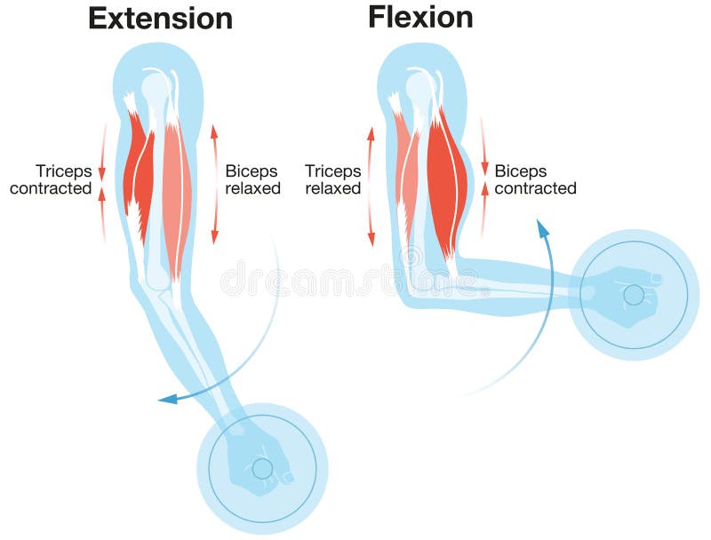 Contracting and relaxing of arms biceps and triceps muscles