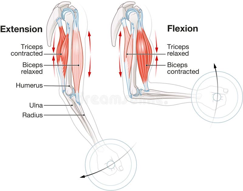 Biceps and Triceps. Extension and Flexion Stock Illustration - Illustration  of movement, learning: 244119239