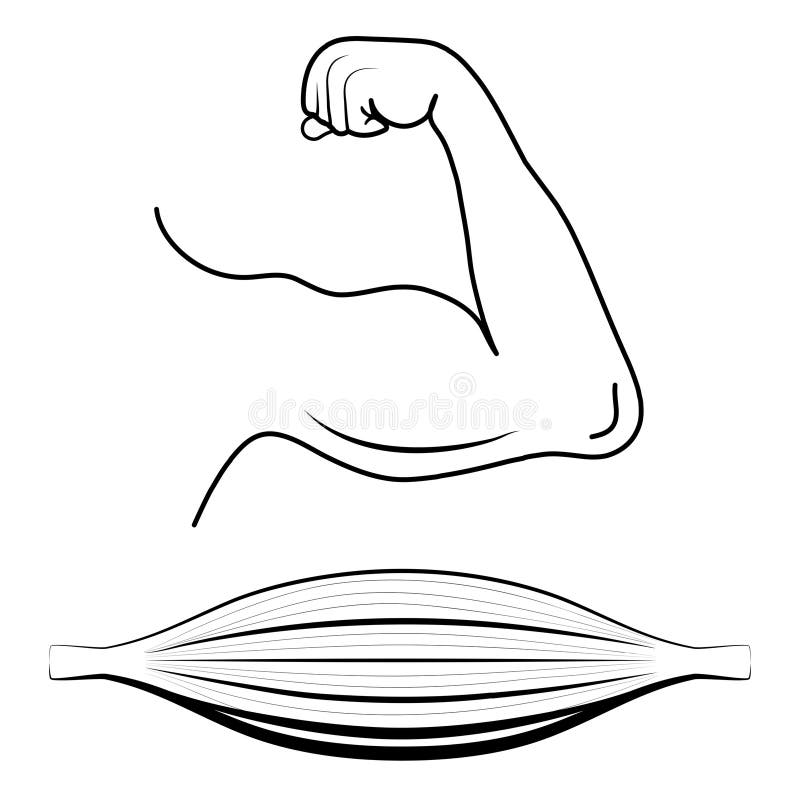 Strong arm, bodybuilding vector line icon, linear concept, outline