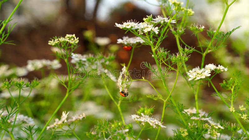 Bicho-da-vermelha em plantas de coriandrum. plantas verdes de coriandrum sativum com insetos-dama vermelhos. os insetos de senhora