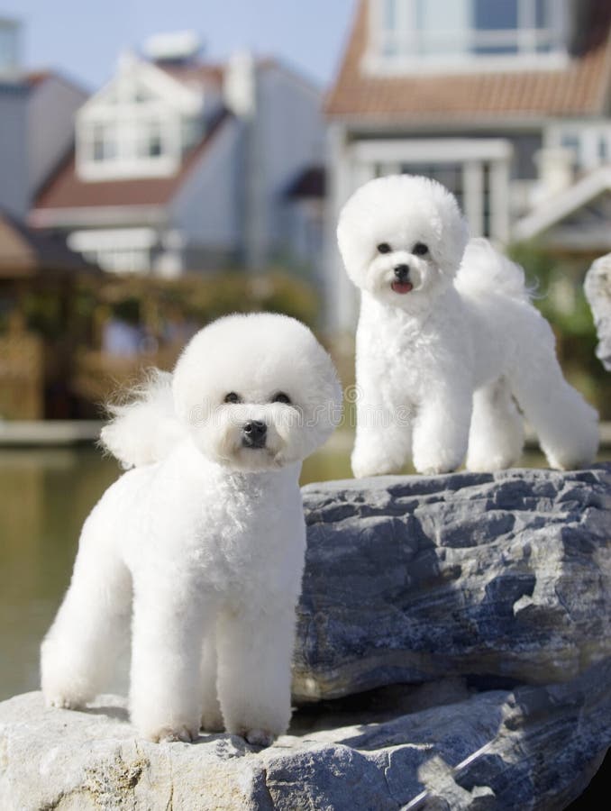 bichon στοκ εικόνες