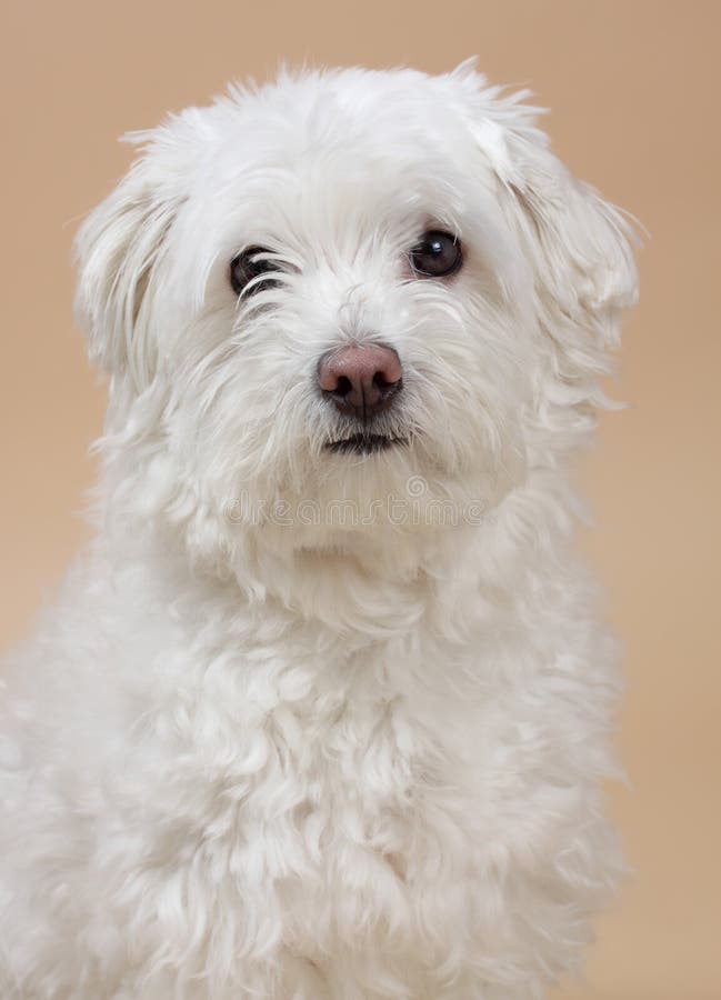 Bichon blanc photo stock. Image du langue, canin, fourrure - 12968484