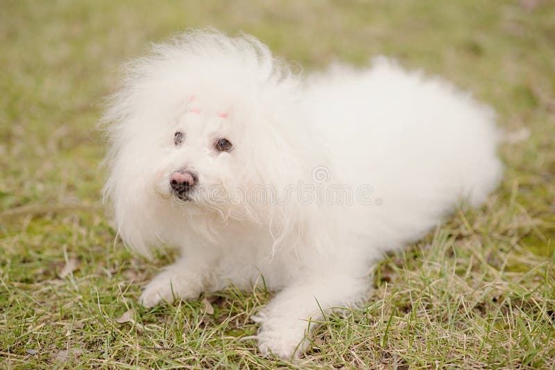 Bichon Bolognese Dog in Park Stock Photo Image of life, white 66555088