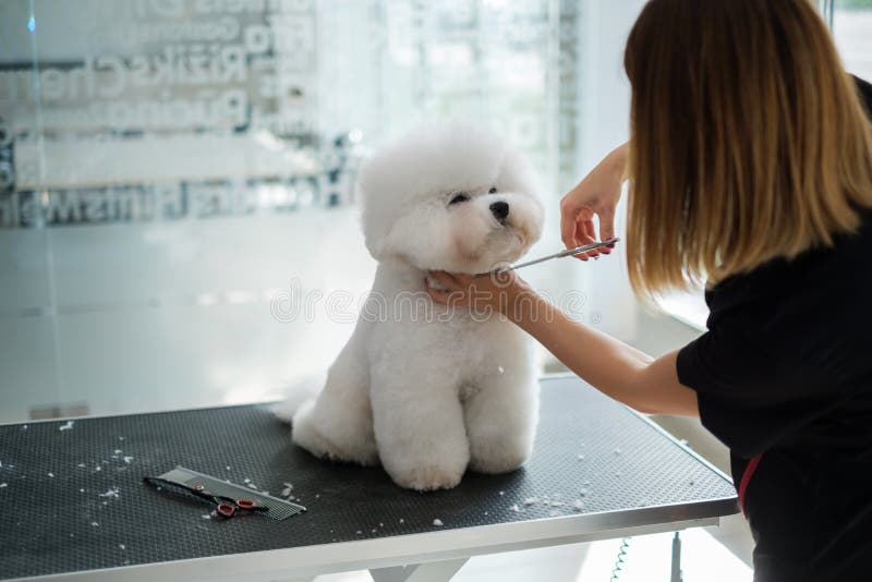 Bichon Fries på en salon i hundgromning royaltyfria bilder