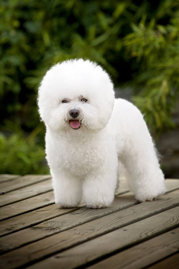 Bichon Frise