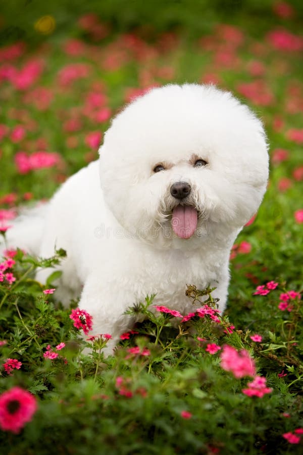 Bichon Frise