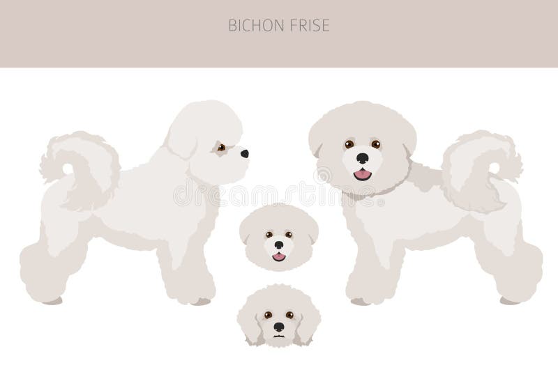 Bichon Stock Illustrations – 3,128 Bichon Stock Illustrations, Vectors ...
