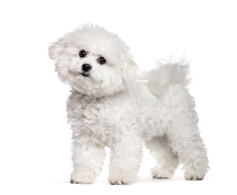Bichon Frise Standing Against White Background Stock Photo Image Of Themes Carnivore