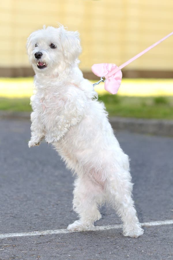 Bichon havanese hundställning fotografering för bildbyråer Bichon havanese hundställning fotografering för bildbyråer