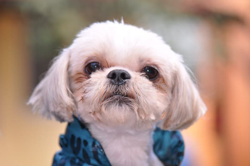 Bichon Maltees portret stock foto Bichon Maltees portret stock foto