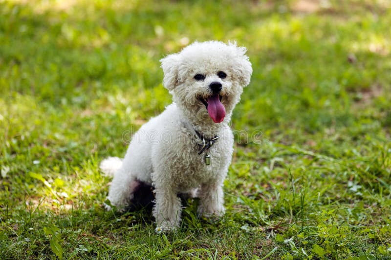 Bichon in the park stock image. Image of poodle, beautiful - 58587739