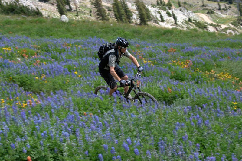 Bicicleta de montanha fotografia de stock