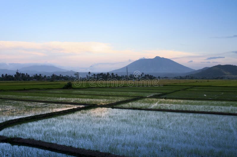 Bicol rice paddies sunset philippines