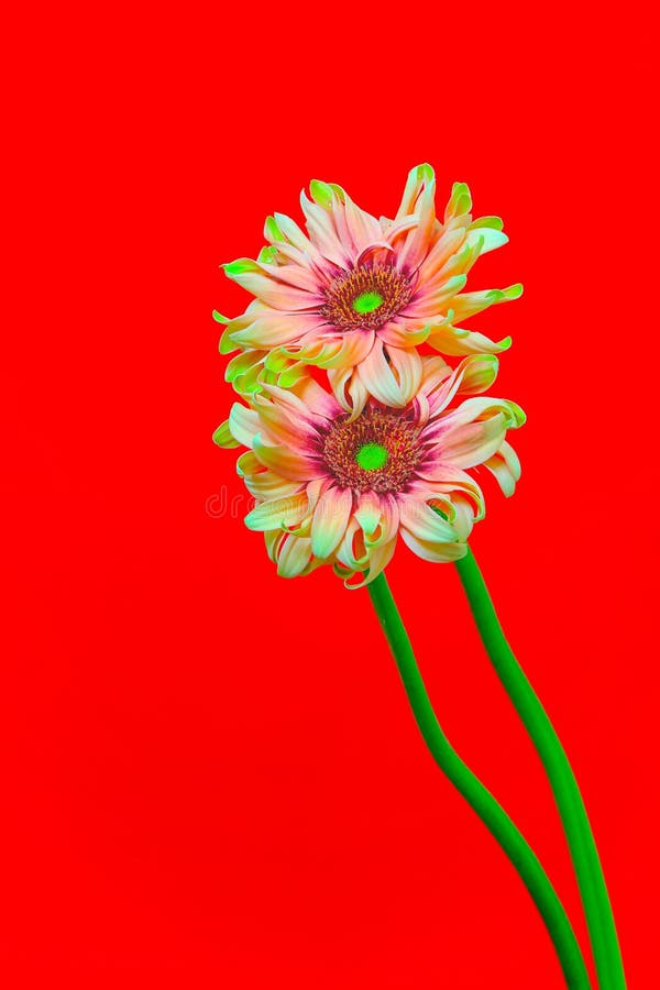 Bicolor Dahlia Flowers with Curly Petals Against Abstract Graphic ...