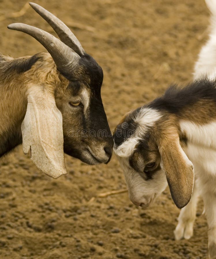 Bicolor goats