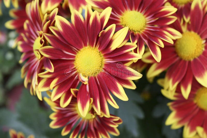 Bicolor red and yellow flower bud. two coloured Chrysanthemum flower in garden close up