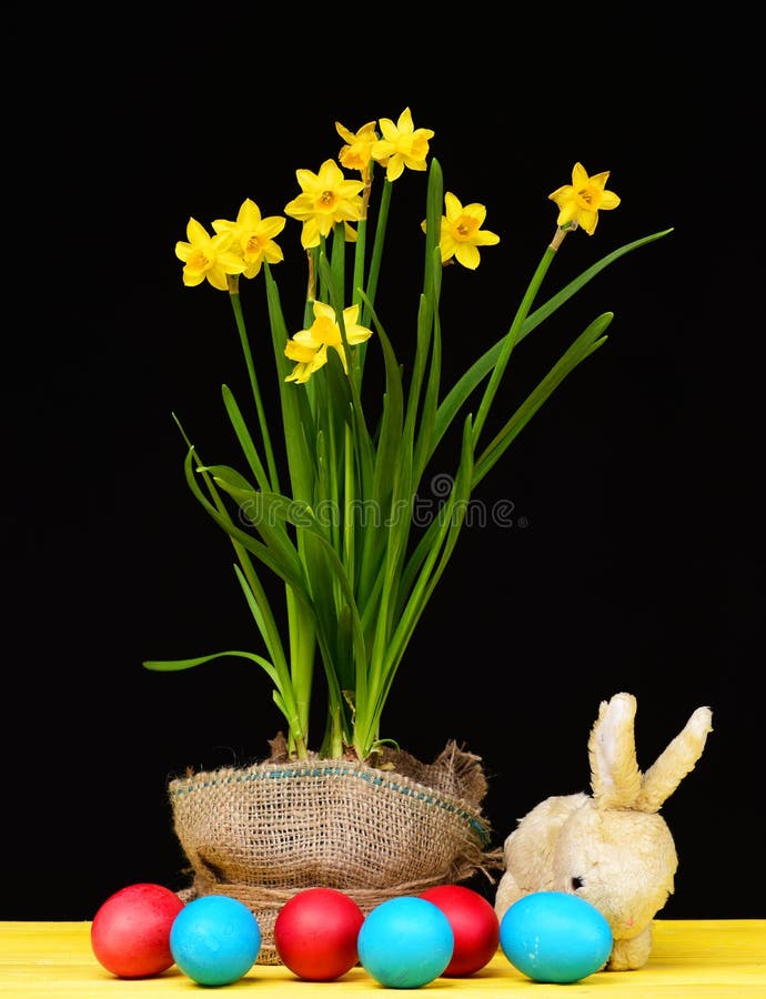 Bicolor украшение пасхи Яркие желтые daffodils растя в баке в оболочке с дерюгой и покрашенными яйцами красного и стоковые фотографии rf Bicolor украшение пасхи Яркие желтые daffodils растя в баке в оболочке с дерюгой и покрашенными яйцами красного и стоковые фотографии rf