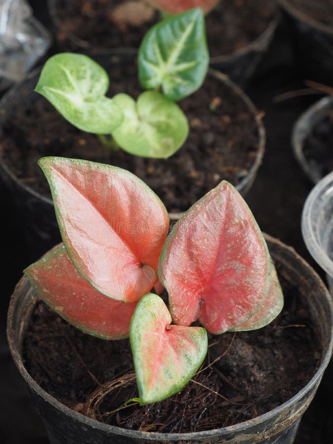 Bicolore di caladio o segato di foglie in pentola. Caladium bicolor o qeen di foglie è meravigliosamente foglie di ogni tipo e stile di congedo nello stesso piccante