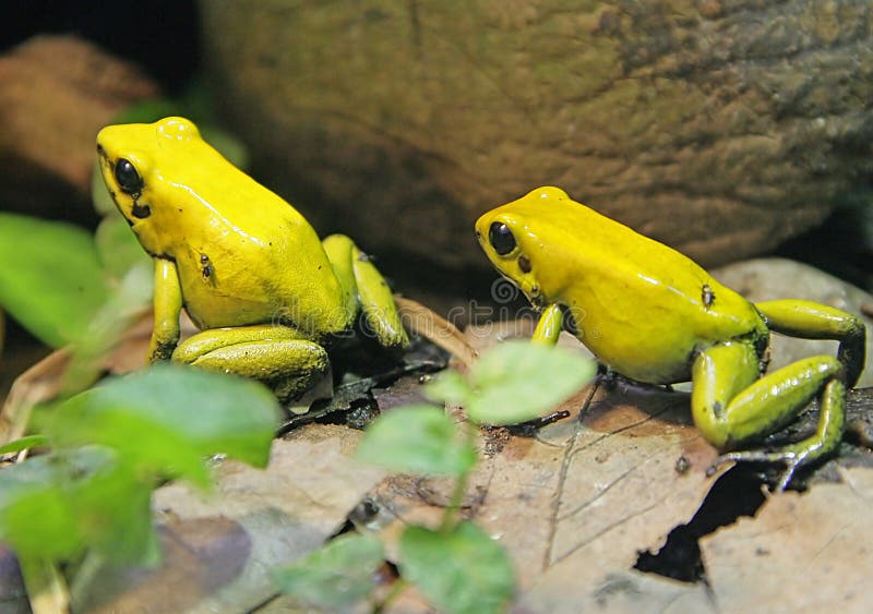 Bicolored Poison Dart Frog 1