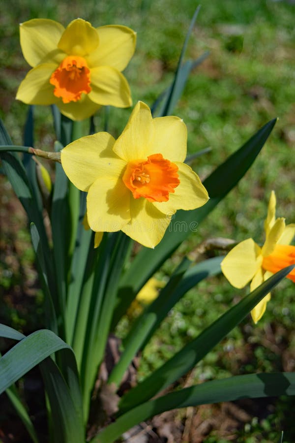 Bicolored Trumpet Daffodils in Full Sun Stock Photo Image of garden