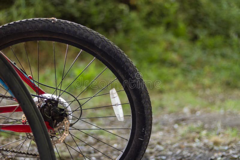 Bicycle Back Wheel Receiving Afternoon Sunlight. Green Foliage