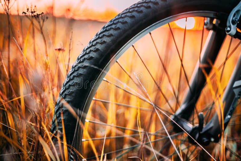 Bicycle Wheel In Dry Autumn Yellow Meadow Grass. Close Up Detail