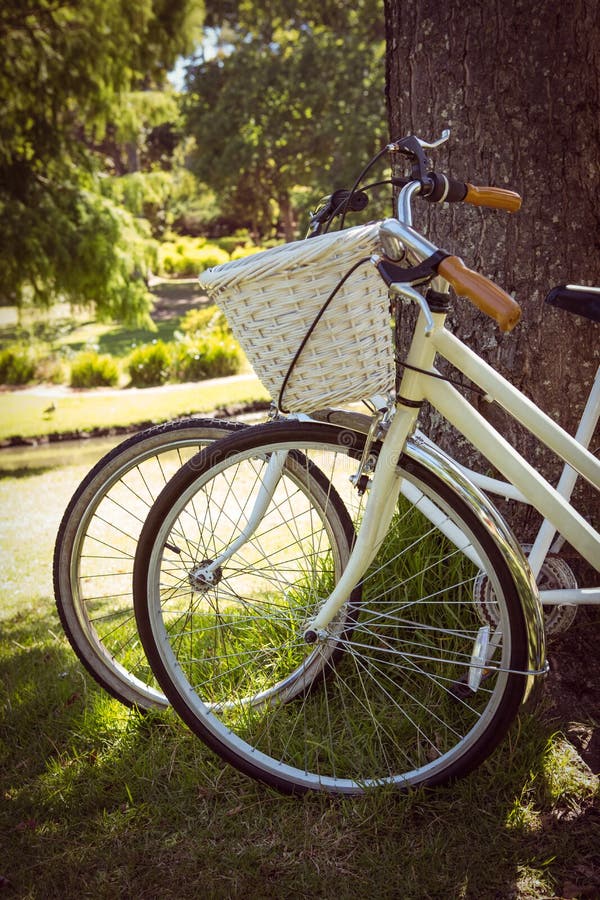 Bicycles Leaning Against Tree in Park Stock Photo - Image of tree, bike ...