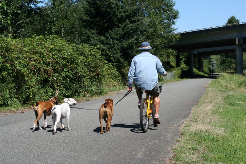 A man bicycles with his three dogs. A man bicycles with his three dogs.