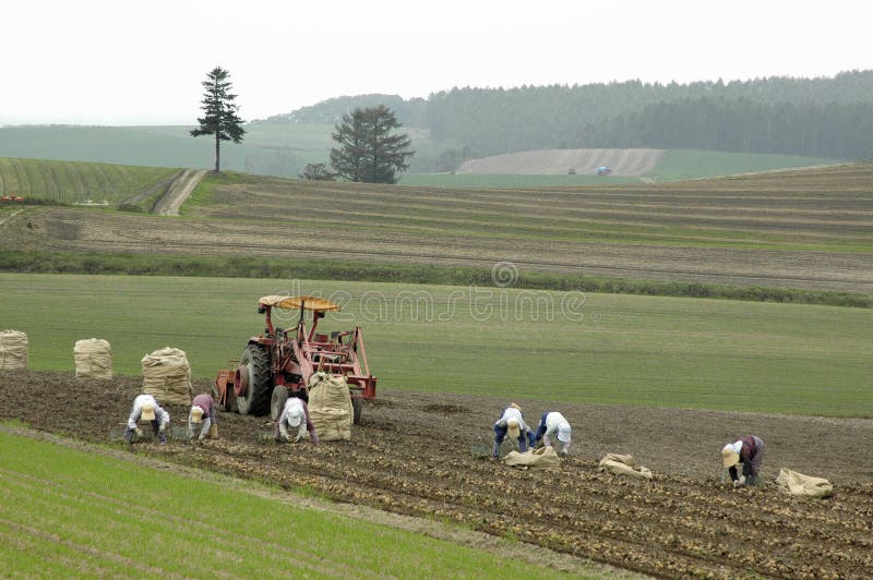 biei Hokkaido Ιαπωνία στοκ εικόνες με δικαίωμα ελεύθερης χρήσης biei Hokkaido Ιαπωνία στοκ εικόνες με δικαίωμα ελεύθερης χρήσης