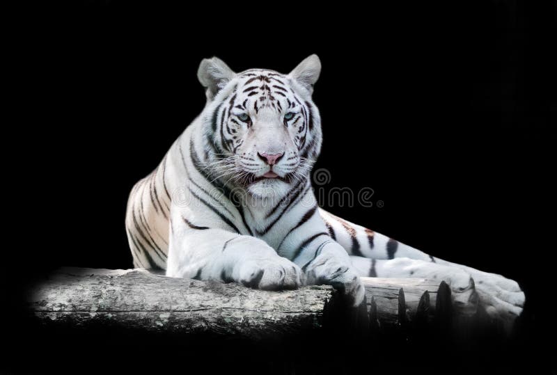 Biel Bengalia tygrys