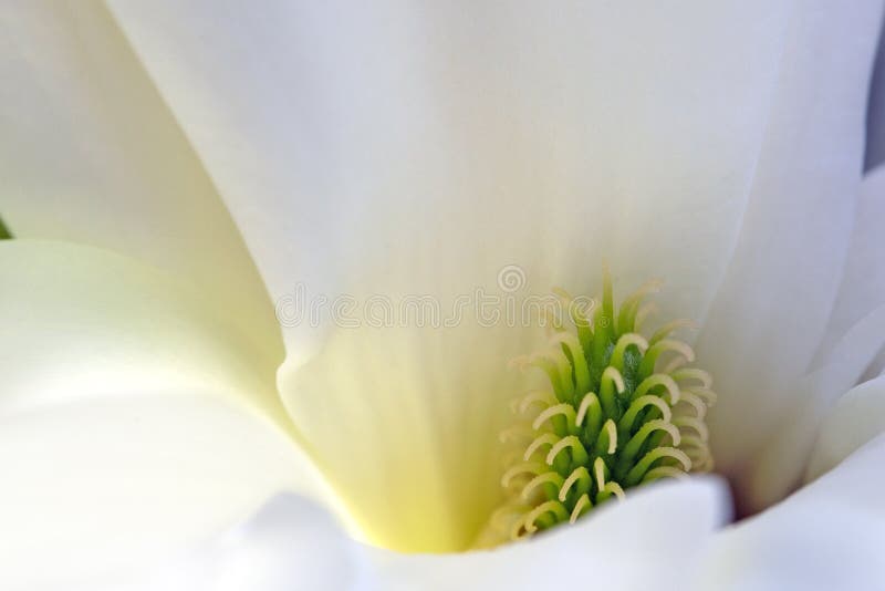 Magnoliowy kwiatu zakończenie up fotografia royalty free Magnoliowy kwiatu zakończenie up fotografia royalty free