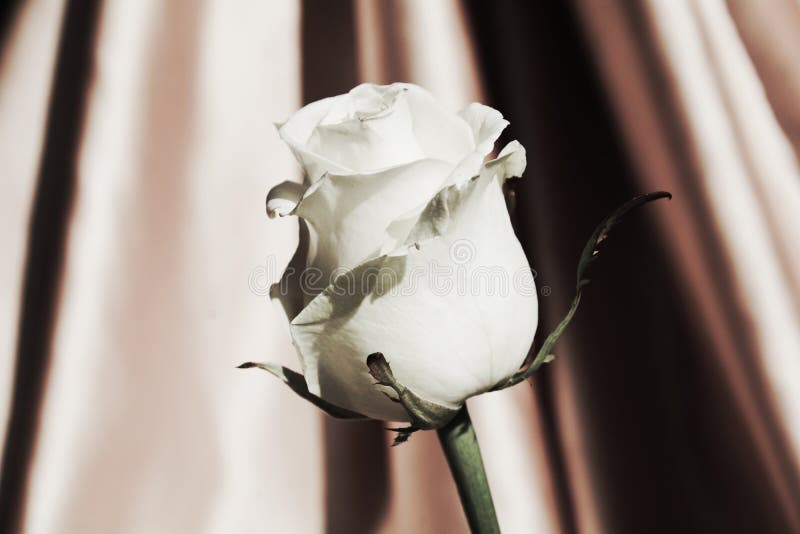 Biel róża, symbol czystość fotografia royalty free Biel róża, symbol czystość fotografia royalty free