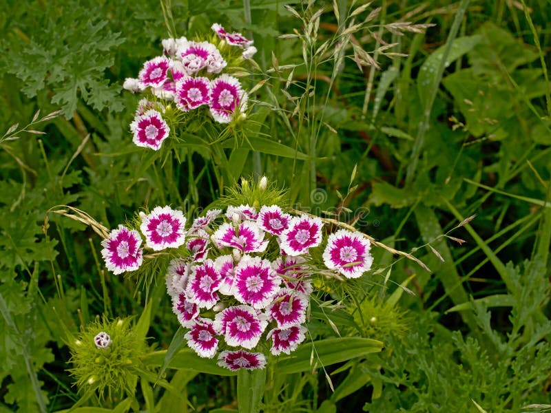 Biel Słodki William i puple kwitniemy - Dianthus barbatus zdjęcie royalty free Biel Słodki William i puple kwitniemy - Dianthus barbatus zdjęcie royalty free