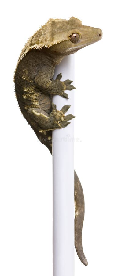 New Caledonian Crested Gecko climbing white pole against white background. New Caledonian Crested Gecko climbing white pole against white background