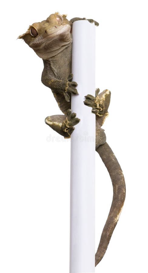 New Caledonian Crested Gecko climbing white pole against white background. New Caledonian Crested Gecko climbing white pole against white background